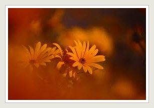 Namaqualand touring - Namakwaland Daisies